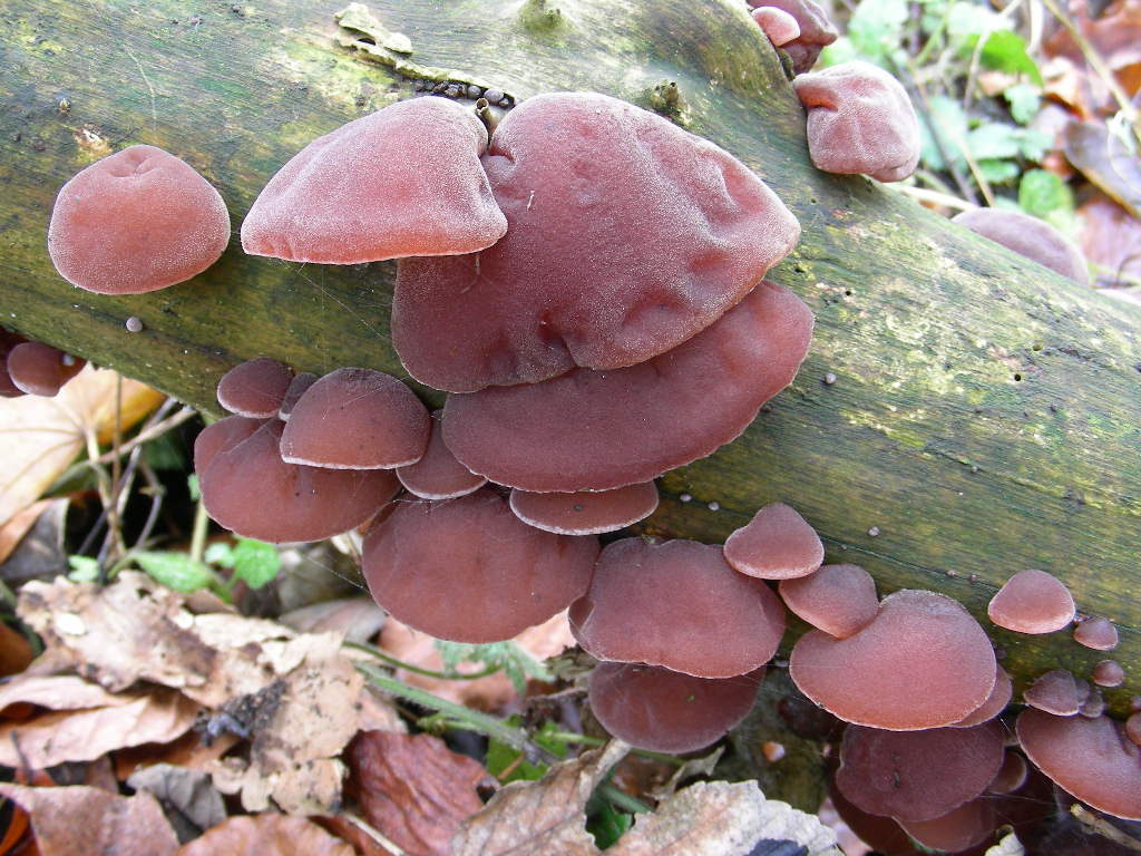 Orechhio di Juda (Auricula auricula-judae)